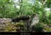 20170506_dolmenchabanet05