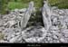 20170506_dolmengrangeauxperes6