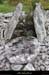 20170506_dolmengrangeauxperes7
