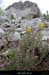 20170506_dolmengrangeauxperes9