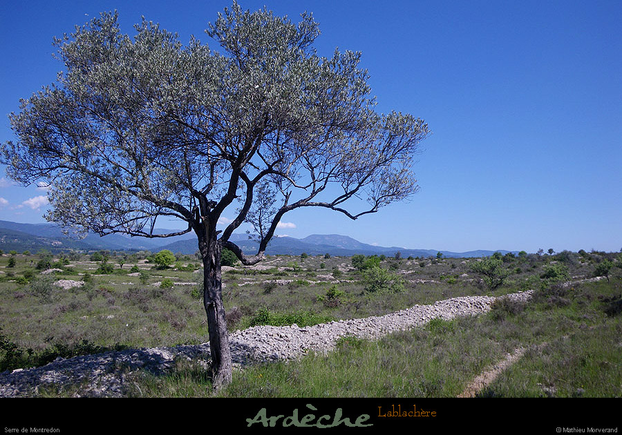 20100523_lablachere_serredemontredon4