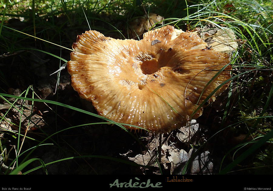 20140726_boisboubouillet_rancduboeuf2