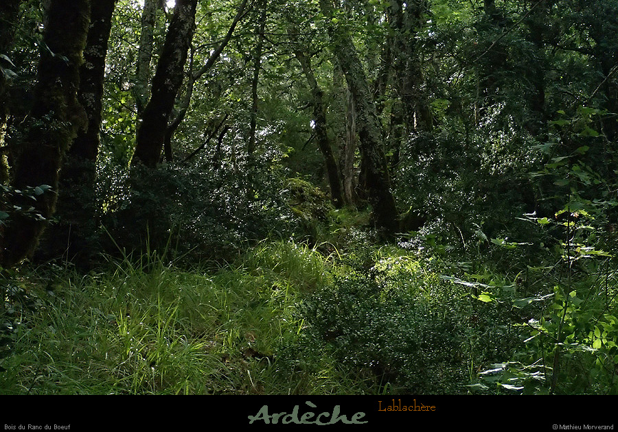 20140726_boisbourbouillet_boisrancduboeuf2