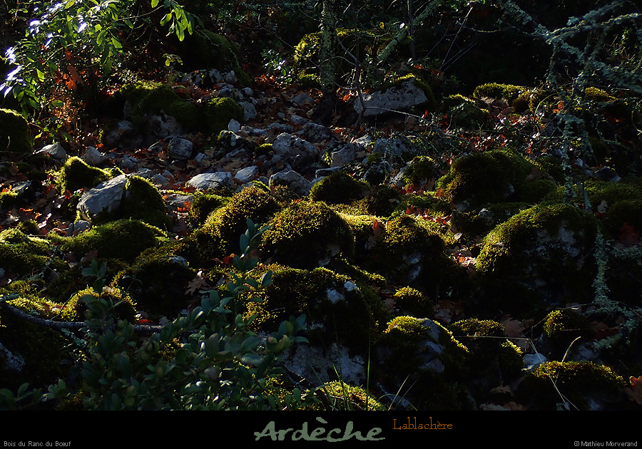 20161002_boisduranduboeuf1