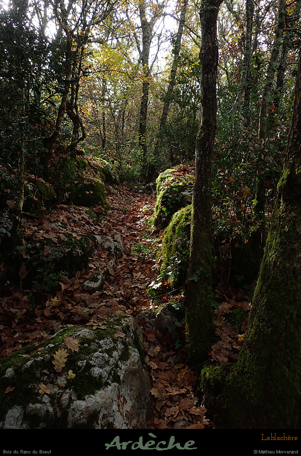20161113_boisblachere1