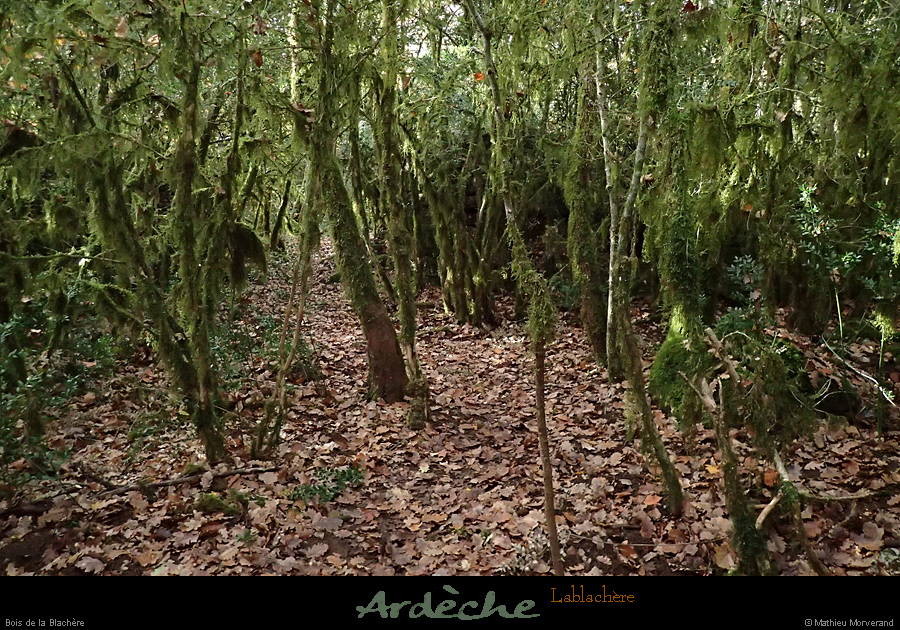 20161113_boisblachere6
