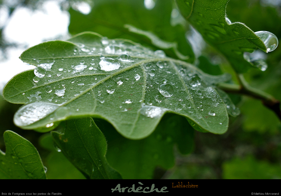 20170506_boisfontgraze2