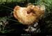20140726_boisboubouillet_rancduboeuf2