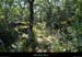 20140726_boisbourbouillet_boisrancduboeuf1