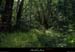 20140726_boisbourbouillet_boisrancduboeuf2