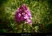 20150525_lablachere_boisdurancduboeuf1