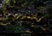 20161002_boisduranduboeuf1