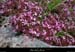 20170506_boisflandrin