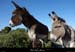 20170419_aneslagorcecombeaux