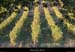 20051008_larnas_vigne