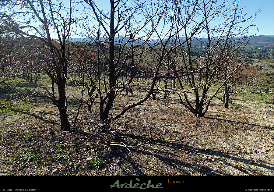 20151023_lauracbarrot