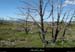 20130510_laurac_grasdemirabelle2