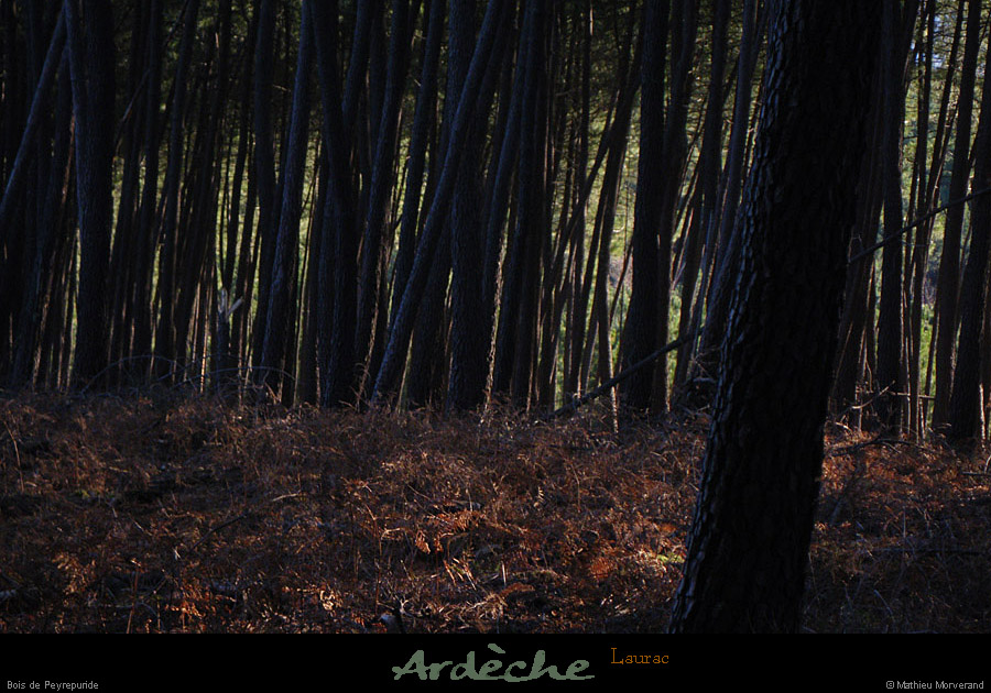 20110102_laurac_boisdepeyrepuride