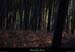 20110102_laurac_boisdepeyrepuride