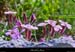 20010428_boisderonze_fleurs_5
