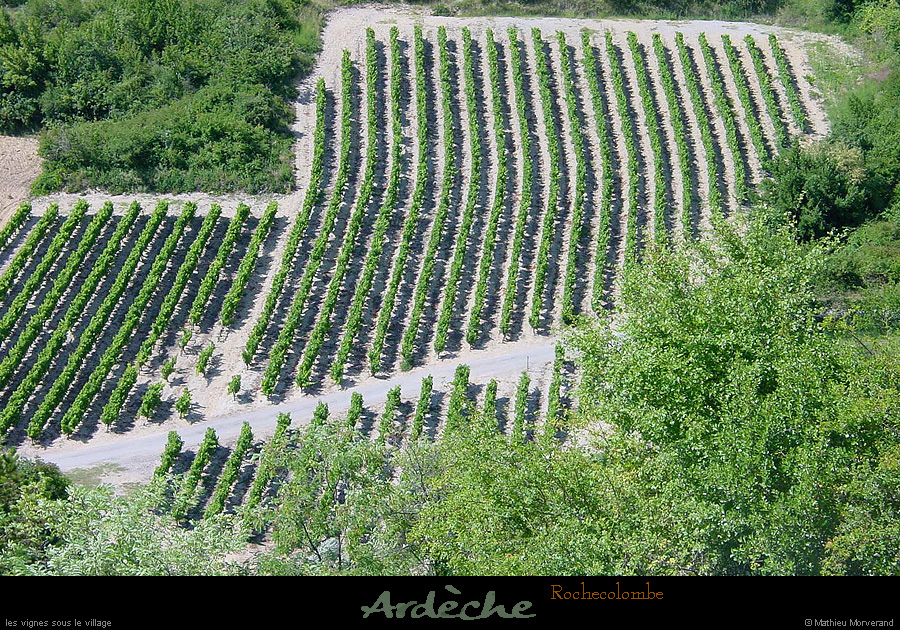 20010720_rochecolombe_vignes
