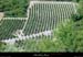 20010720_rochecolombe_vignes