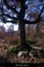 20110116_rosieres_sentierdevalla