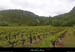 20130518_rosieres_remene_cascadeparlebas