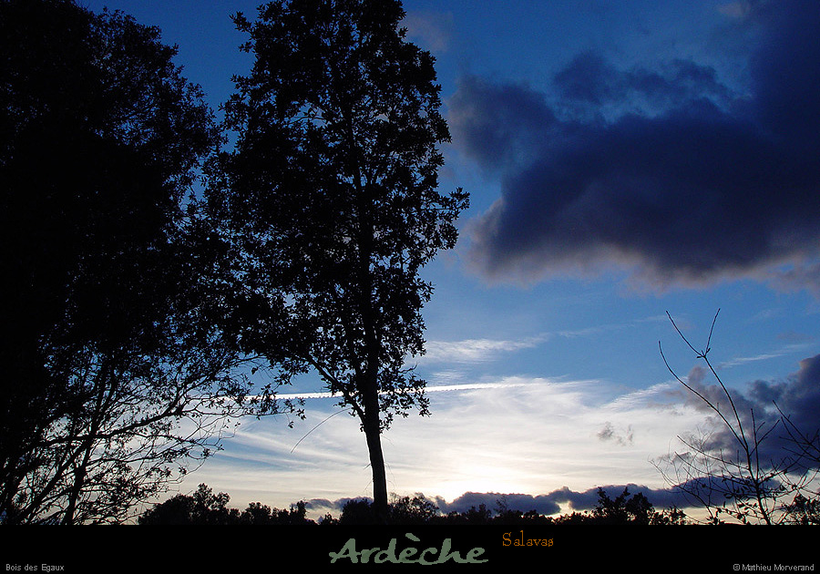 20030302_boisdesegaux_arbre