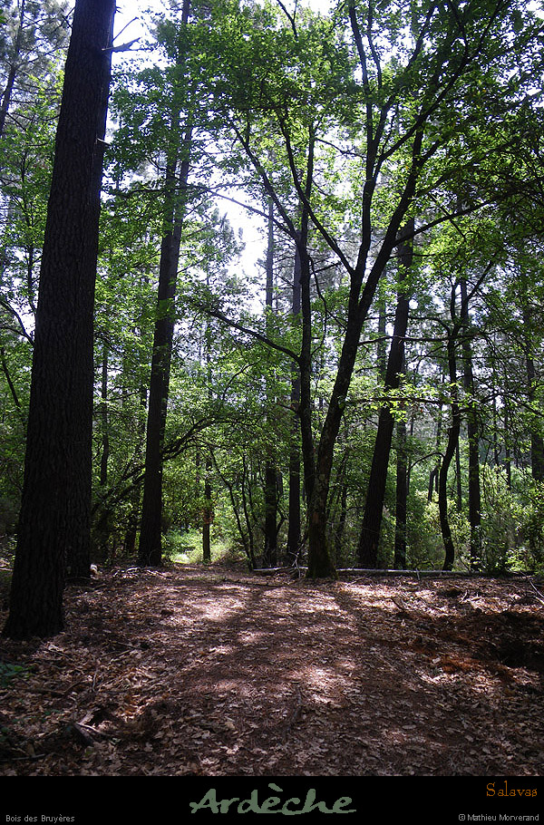 20100528_salavas_boisdesbruyeres2
