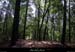 20100528_salavas_boisdesbruyeres1