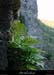 20010204_aiguille_fougereetfalaise