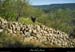 20031225_sampzon_lesrocheres_oliviers_1