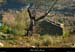 20031225_sampzon_ruinesouslesrocheres_1
