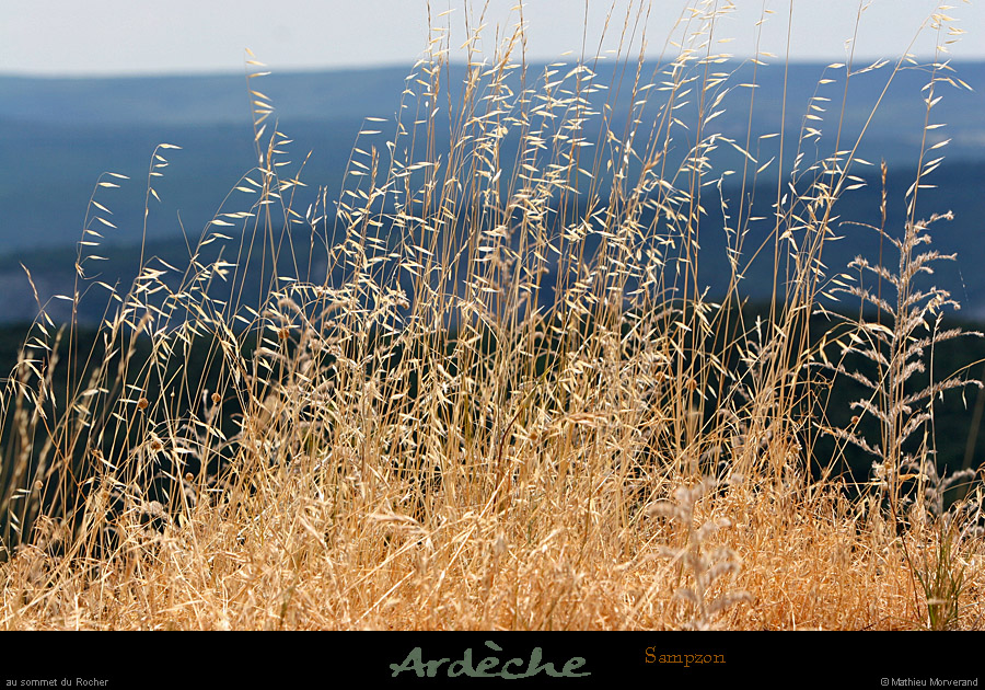 20050710_sommetdesampzon_vegetation_5