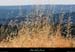 20050710_sommetdesampzon_vegetation_5