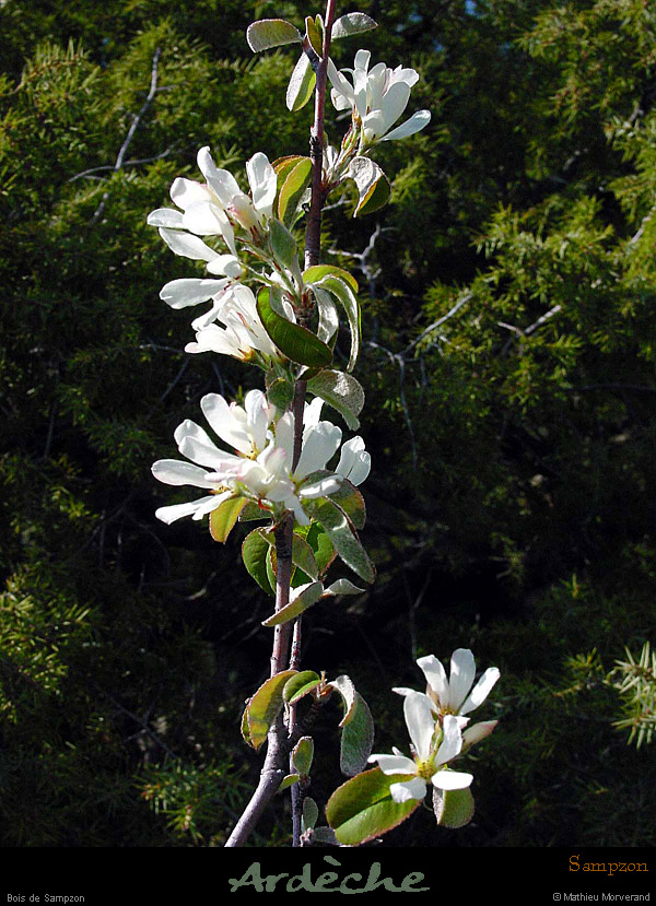 20010408_boisdesampzon_arbreenfleurs_6