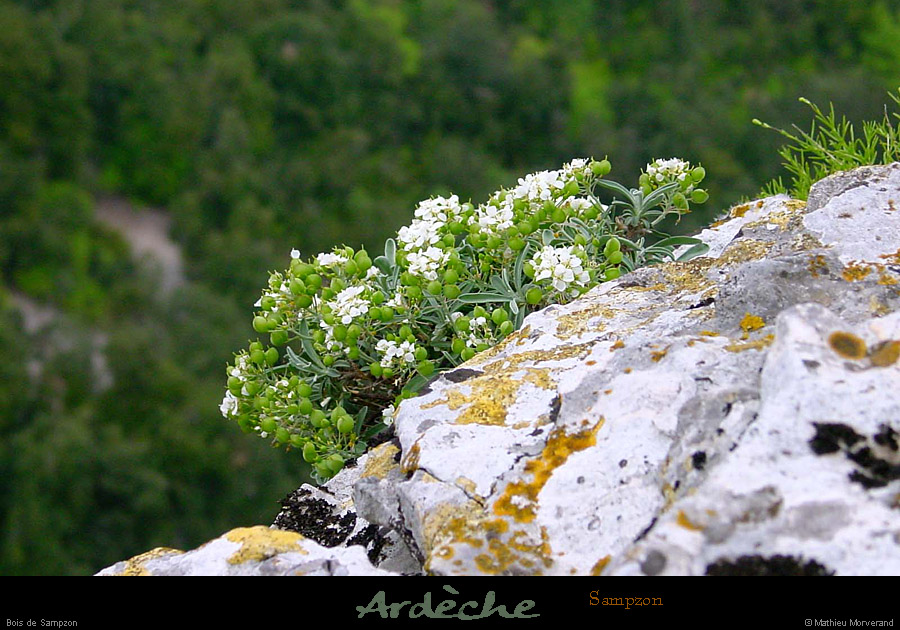 20010429_boisdesampzon_vegetation_10