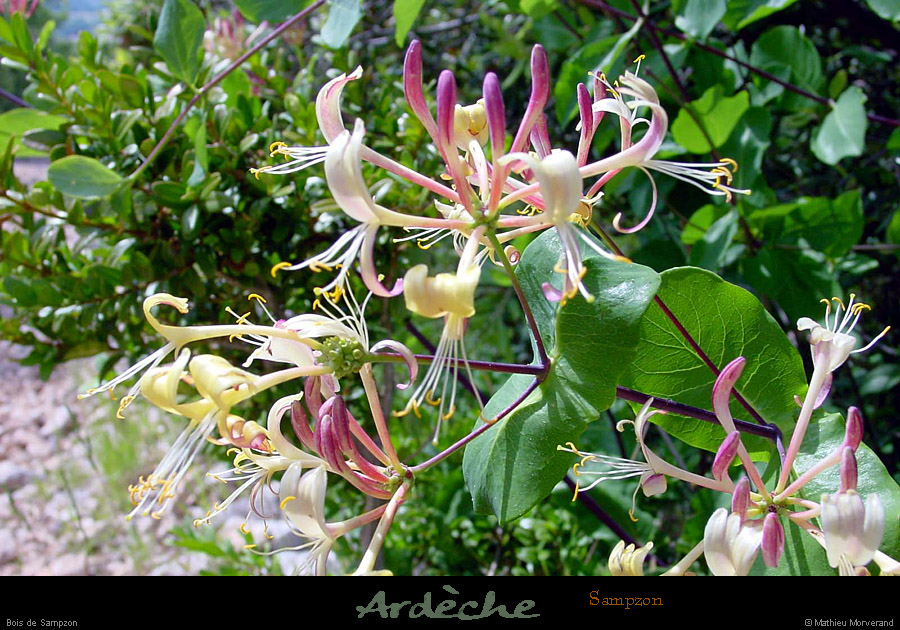 20010605_boisdesampzon_fleur_4