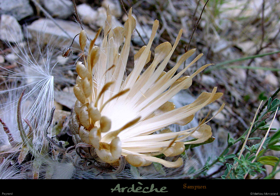 20010808_peyrerol_fleur2_1