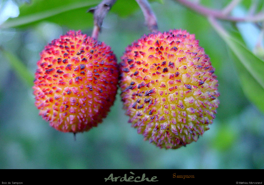 20011021_baumelardiere_fruitssauvages_4