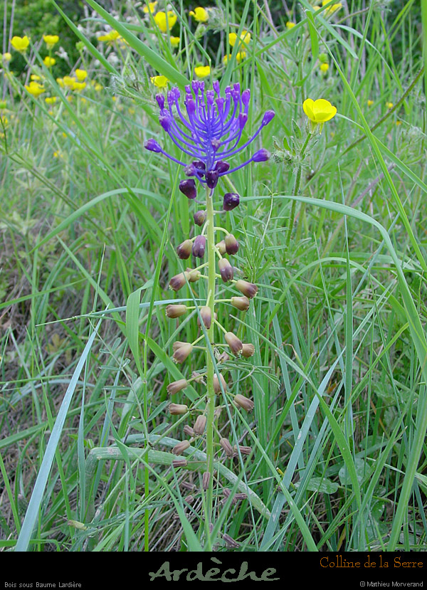 20030501_sampzon_fleurs_12