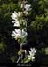 20010408_boisdesampzon_arbreenfleurs_6