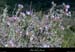 20010408_boisdesampzon_thymenfleurs_1