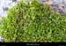 20010429_boisdesampzon_lichensverts