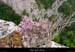 20010429_boisdesampzon_vegetation_08