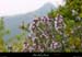 20010429_boisdesampzon_vegetation_11