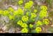 20010429_boisdesampzon_vegetation_15