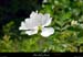 20010605_boisdesampzon_fleur_1