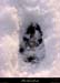 20011214_sampzon_bois_tracedanslaneige